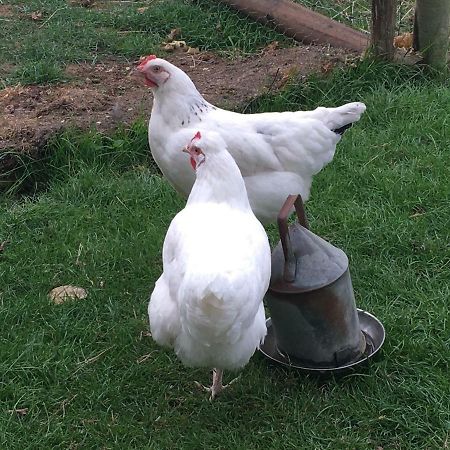 Brookover Farm Villa Frome Esterno foto